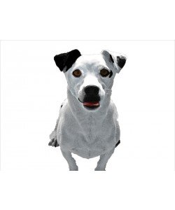Jeff Pica, JACK RUSSELL BUDDY III