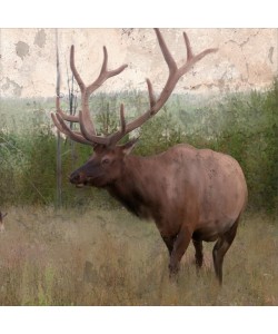 Kimberly Allen, ELK STRIDE