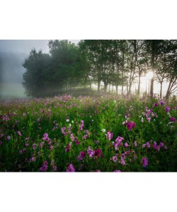 Joseph Rowland, PARK II