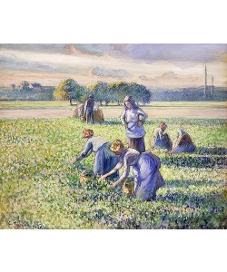 Camille Pissarro, Erbsenernte (La Récolte des Pois). 1887