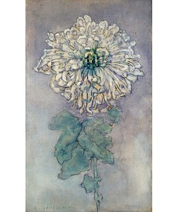 Piet Mondrian, Chrysantheme. Um 1900