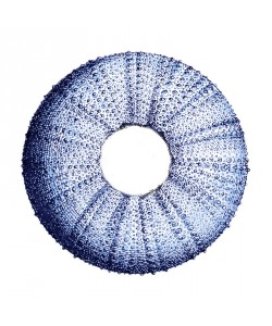 Sheldon Lewis, Urchin Shell 3
