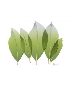 Albert Koetsier, Golden Magnolia Leaf