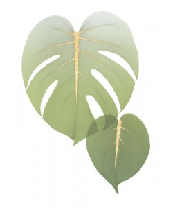 Albert Koetsier, Golden Philodendron 1