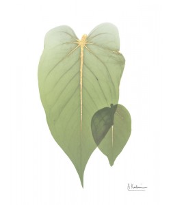 Albert Koetsier, Golden Philodendron 2
