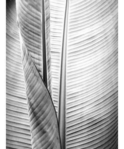 Kimberly Allen, Metal BW Plant 1