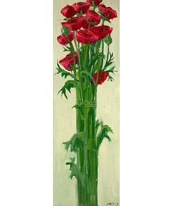 Van der Vegt, Red Ranunculus