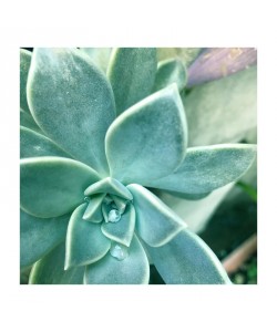 Debbie Pearson, Succulent Splendor 3