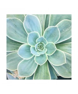 Debbie Pearson, Succulent Splendor 4