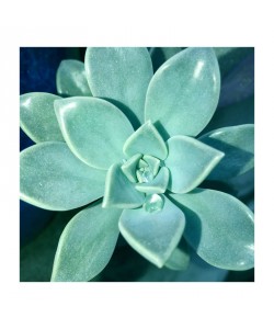 Debbie Pearson, Succulent Splendor 5