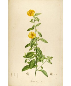 Tina Carlson, Vintage Botanical 202