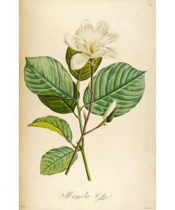 Tina Carlson, Vintage Botanical 208