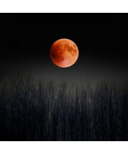 Tracey Telik, Blood Moon