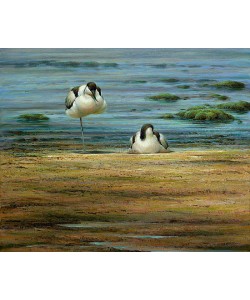 Erik van Ommen, Pied avocets