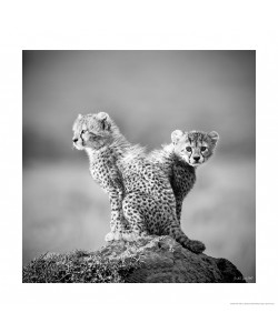 Michel & Christine Denis-Huot, Jeunes guépard- Afrique