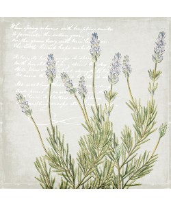 Kimberly Allen, Lavender 2