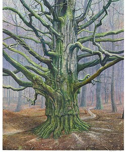 Drago Pecenica, Old beech