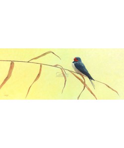 Ulco Glimmerveen, Barn Swallow