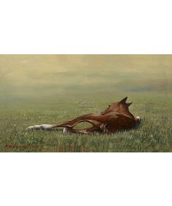 Rob Møhlmann, Femke, the first few minutes of a foal 1