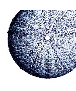 Sheldon Lewis, Urchin Shell 2