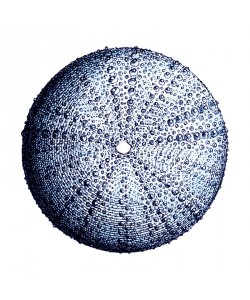 Sheldon Lewis, Urchin Shell 4
