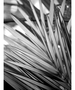 Kimberly Allen, Metal BW Plant 2