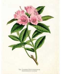 Cynthia Alvarez, Botanical 1