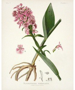 Cynthia Alvarez, Botanical 2