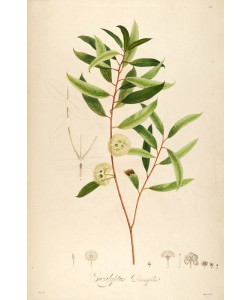 Tina Carlson, Vintage Botanical 194