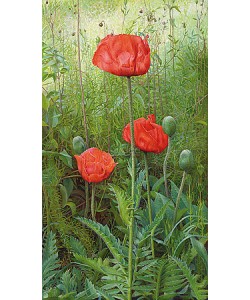 Joke Frima, Poppies