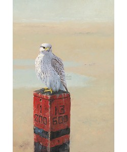 Ulco Glimmerveen, Gyrfalcon