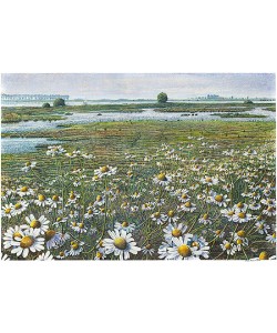 Drago Pecenica, Camomile on IJssel riverbank