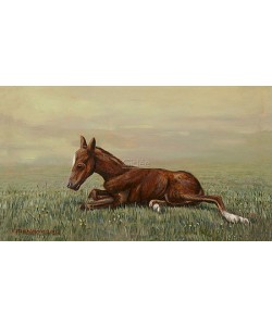 Rob Møhlmann, Femke, the first few minutes of a foal 3