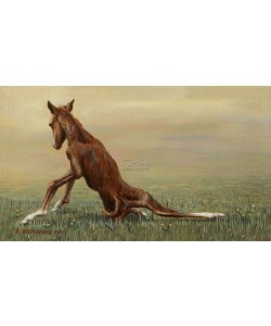 Rob Møhlmann, Femke, the first few minutes of a foal 5
