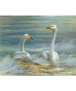 Erik van Ommen, Two Whooper Swans