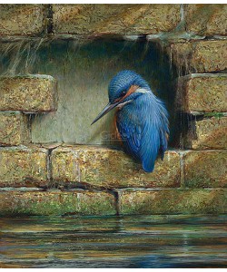 Erik van Ommen, Resting Kingfisher