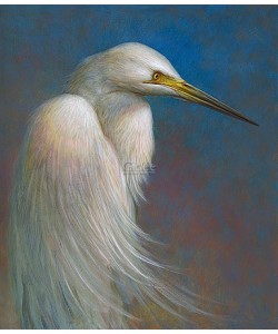Erik van Ommen, Great Egret