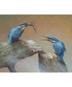 Erik van Ommen, Feeding Kingfishers