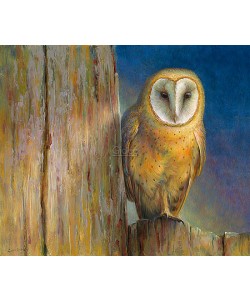 Erik van Ommen, Barn owl