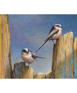 Erik van Ommen, Long-tailed Tits