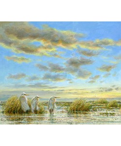 Erik van Ommen, Great Egrets