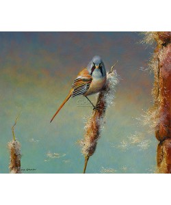 Erik van Ommen, Bearded Reedling