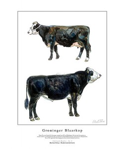 Marleen Felius, Groninger Blaarkop zwart