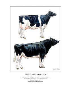 Marleen Felius, Holstein-Friesian
