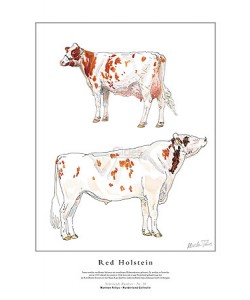 Marleen Felius, Red Holstein