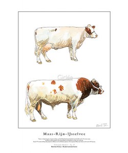 Marleen Felius, Maas-Rijn-IJsselvee