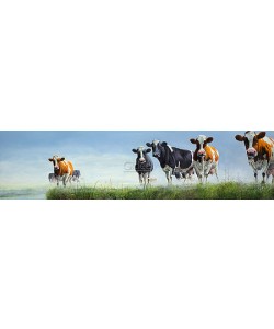 Geke Hoogstins, Motley Bunch