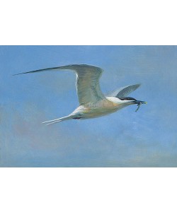 Erik van Ommen, Sandwich tern