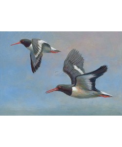 Erik van Ommen, Oystercatcher