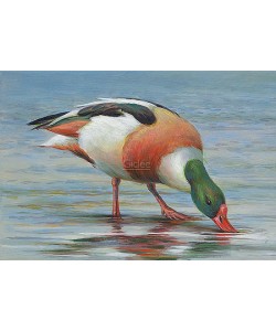 Erik van Ommen, Shelduck